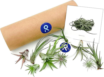 Air Plants - Tillandsia Variety Pack, Regular 1-3" - 10ct - Live Arrival Guaranteed - House Plants for Home Decor & Gift