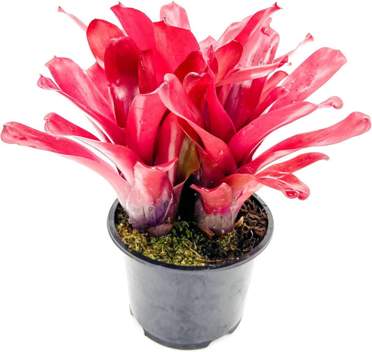 ragnaroc Live Plants - Bromeliad Neoregelia 'Super Fireball', 10-12" in 6" Pot - 1ct - Live Arrival Guaranteed - House Plants for Home Decor & Gift