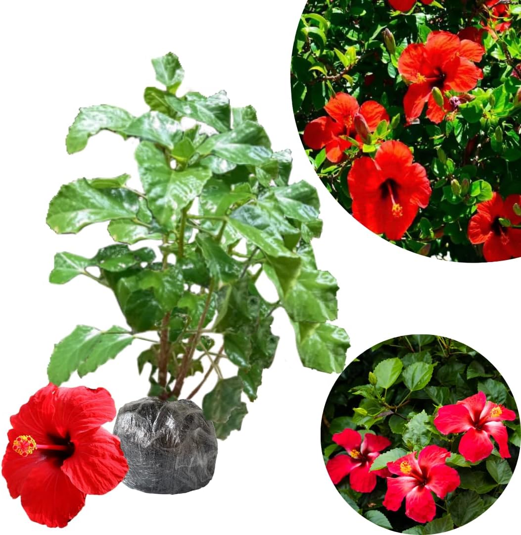 2 Red Hibiscus Live Plants, Clump 8-12” Tall, Hardy Hibiscus Plants Live, Hibiscus Trees Flowering Shrub