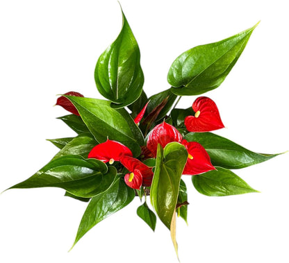 Anthurium Melanie Red Live Plant, Indoor/Outdoor, 10-inch Grower Pot, 28 inches Tall