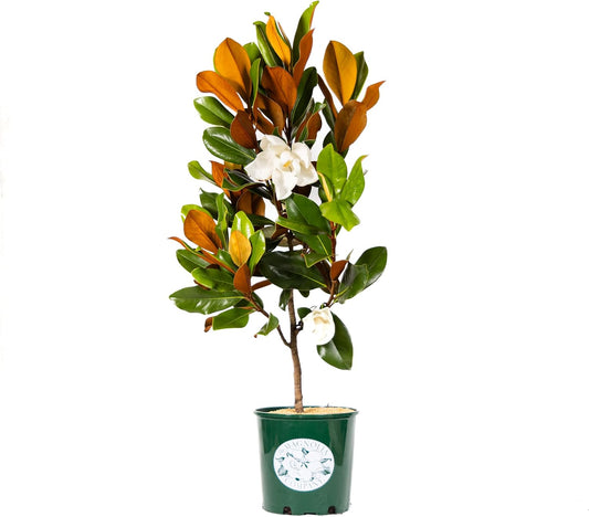 Magnolia Tree DD Blanchard Variation, Live Plant, Magnolia Flower, 3-4 Feet Tall, Southern Landscaping Plant Perfect for Home Growers, by The Magnolia Company, Can not Ship to CA, AK, HI, PR