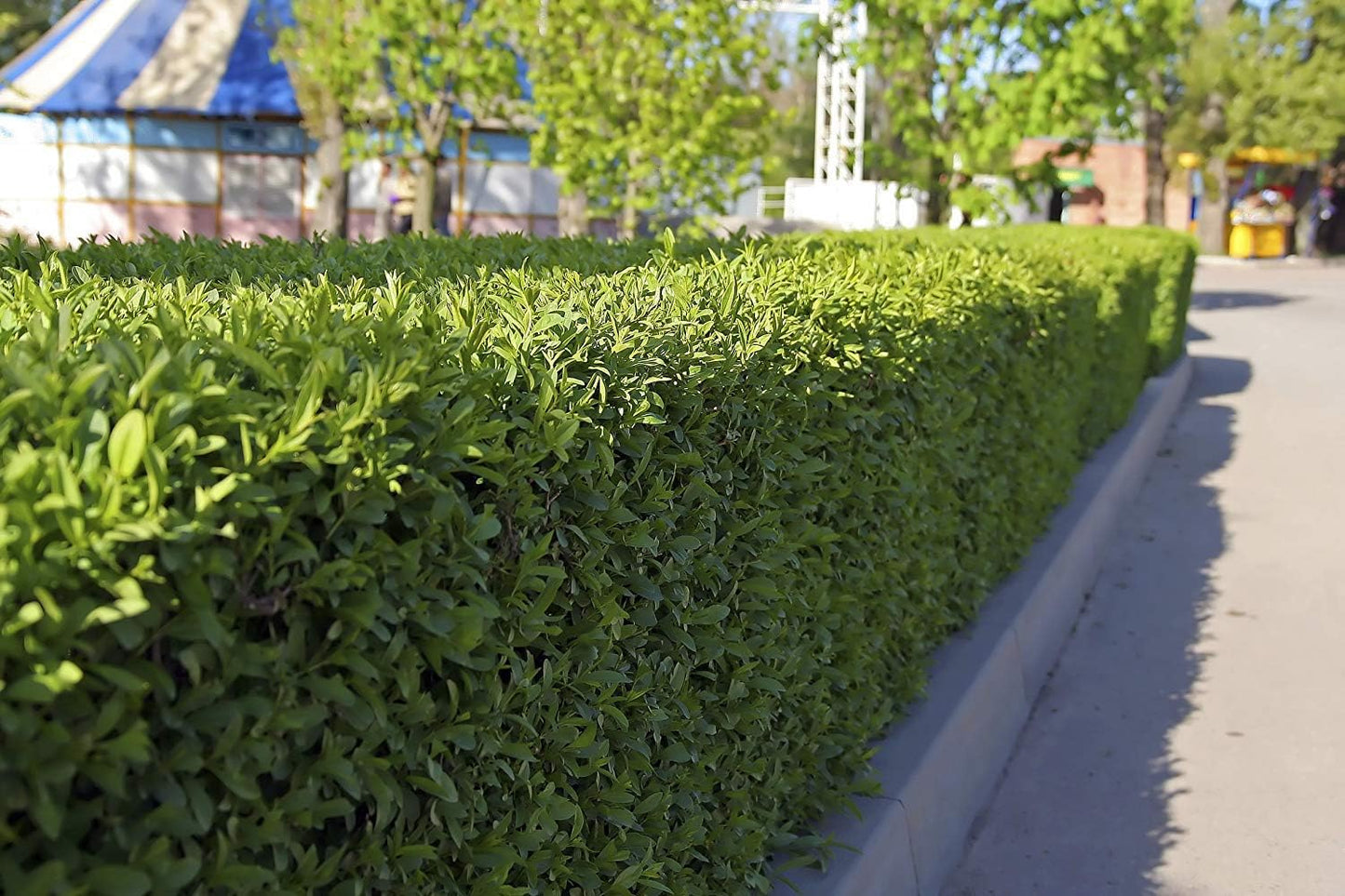 Winter Gem Boxwood | 3 Live 4 Inch Pots | Buxus Microphylla Japonica | Fast Growing Cold Hardy Formal Evergreen Shrub