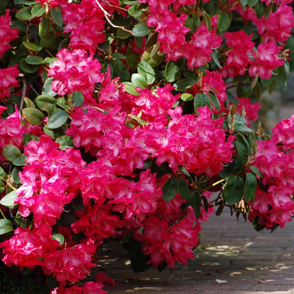 Rhododendrons Plant Live, Dark Pink Rhododendron Shrub, Large Flowering Tree 1 Gallon Potted for Gardening