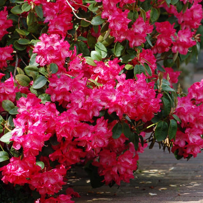 Rhododendrons Plant Live, Dark Pink Rhododendron Shrub, Large Flowering Tree 1 Gallon Potted for Gardening