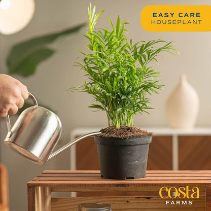 Costa Farms Parlor Palm, Neanthebella, Easy to Grow Houseplant Potted in Décor Plant Pot, Everyday Gift for Mom, For Wife, From Daughter, Son, Room or Home Decor, 1 Foot Tall