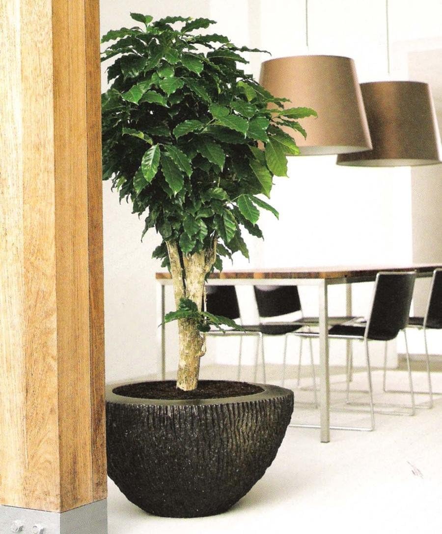 Seeds Flowers Arabian Coffee Tree Indoor - 5 Seeds