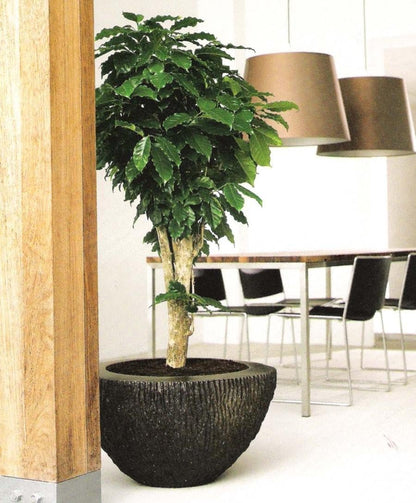 Seeds Flowers Arabian Coffee Tree Indoor - 5 Seeds