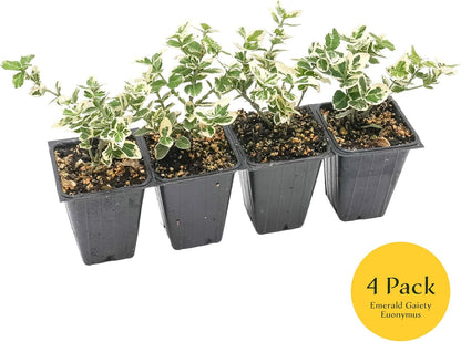 4 Emerald Gaiety Euonymus in 3.5" Nursery Cubes | Euonymus fortunei ‘Emerald Gaiety’ | Live Plants | Variegated Evergreen Shrub for Borders, Groundcover & Containers