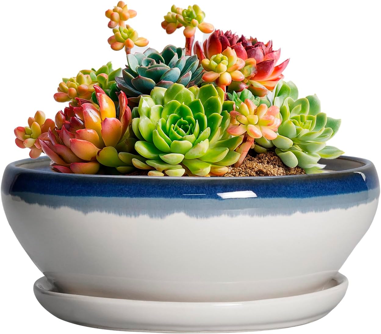 SQOWL Succulent Planters 6 Inch - Ceramic Bonsai Pots with Drainage Hole and Saucer, Round Shallow Planter for Indoor Outdoor Plants, Ceramic Cactus Pot, Apartment Decor, Gifts for Women, Blue-Beige