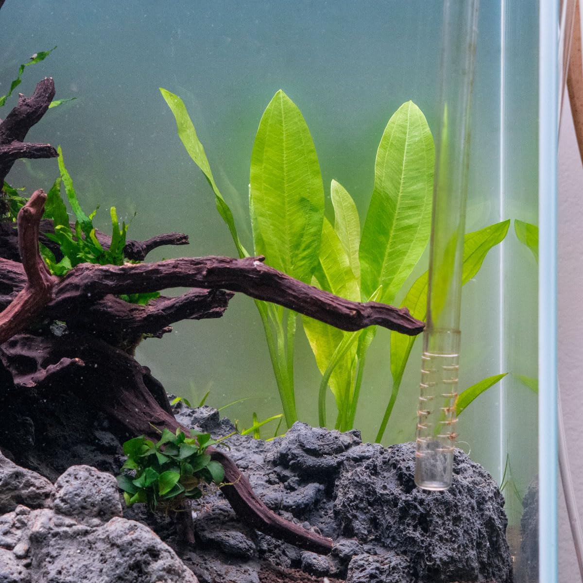 SubstrateSource Amazon Sword Echinodorus Bleheri Live Plant for Freshwater Aquariums, Natural Fish Tank Decorations, and Aquatic Decor (5 Pots (10-15 Plants))