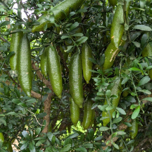 Green Finger Lime Tree, 3 Gallon, 2-3 Ft, Grafted Finger Lime Tree Live Plant for Outdoor Planting, No Ship to CA