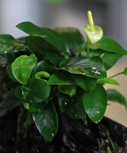 Greenpro (Anubias Nana 10+ Leaf Rooted) Anubias, Java Fern, Moss and More! Freshwater Live Aquarium Plants on Driftwood for Aquatic Tropical Fish Tank Decorations - Easy for Beginner