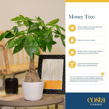 Costa Farms Money Tree Live Plant | 12-16 Inches Tall Bonsai | Easy to Grow Indoor Houseplant in 4-Inch Plant Pot | Home, Office, or Room Decor