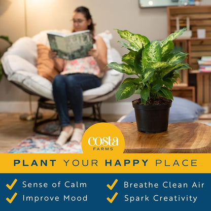 Costa Farms Dieffenbachia Live Indoor Plant, Easy to Grow Houseplant, Potted in Indoors Garden Nursery Plant Pot, Potting Soil Mix, Grower's Choice, Home and Office Plants Decor, 1 Foot Tall
