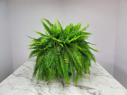 Live Boston Fern Hanging Basket – 12" Basket with 34” Wide Lush Green Fronds – Air-Purifying Houseplant – Pet Friendly & Easy Care for Home, Porch, Patio, or Office Décor