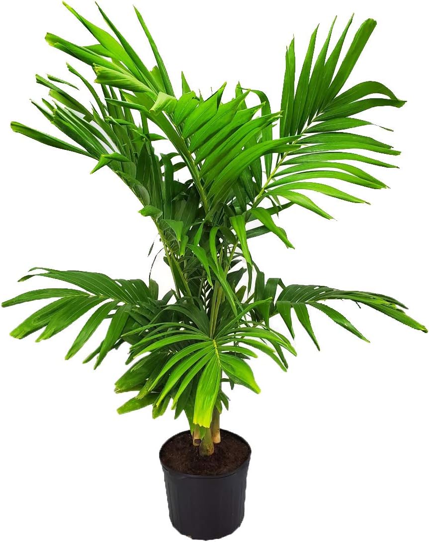 Adonidia Christmas Palm Tree - Live Plant - Tropical Plants of Florida - Overall Height 62" to 70" (Plant Only)…