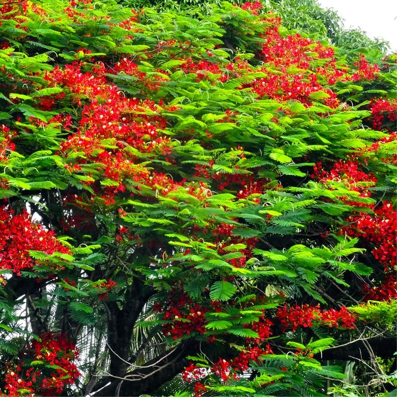 Red Flamboyant Tree Live Plant, 1 Year Old Seedling Royal Poinciana Tree for Planting, Hardy, Dormant in Winter, Jacaranda Like