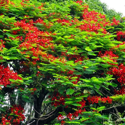 Red Flamboyant Tree Live Plant, 1 Year Old Seedling Royal Poinciana Tree for Planting, Hardy, Dormant in Winter, Jacaranda Like