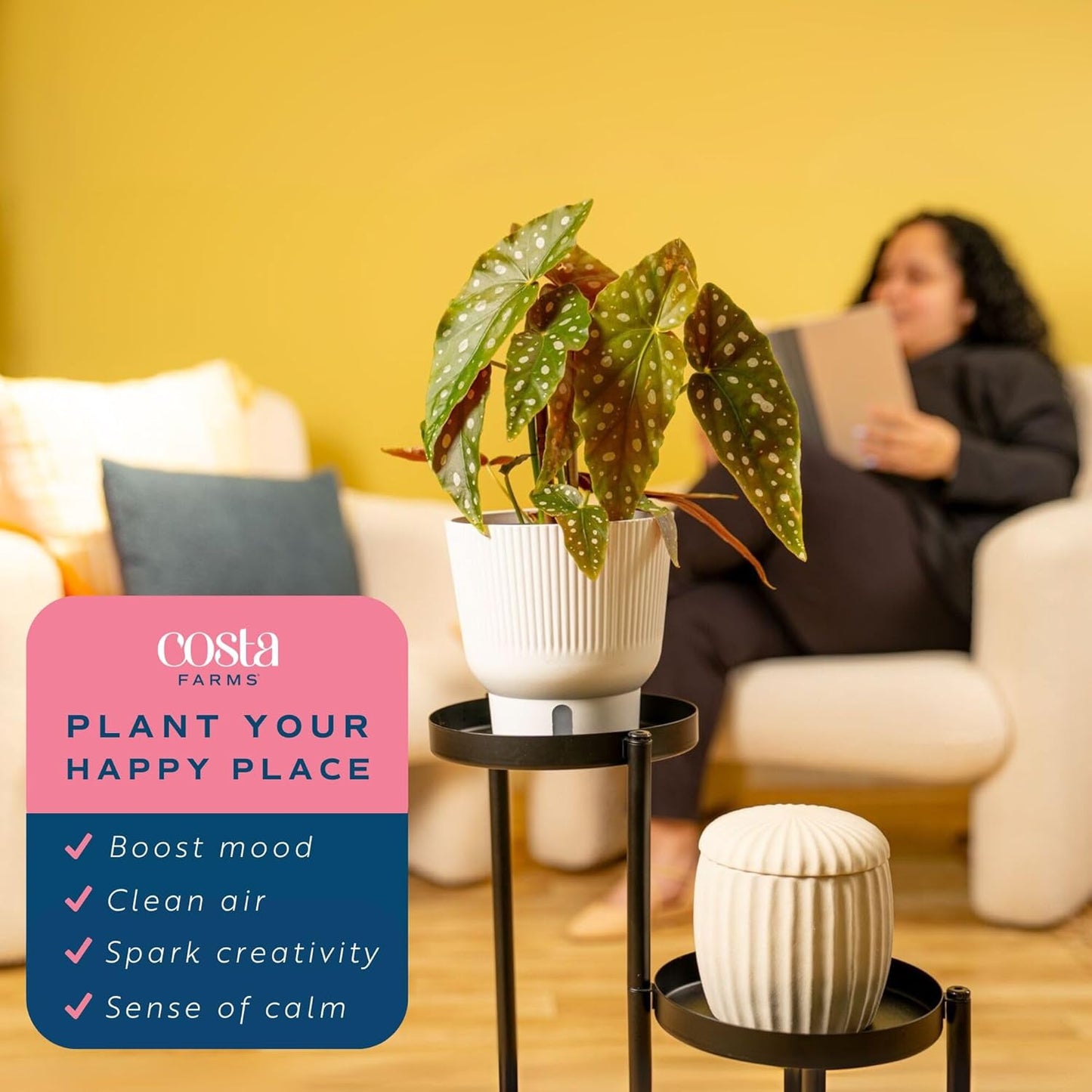 Costa Farms Begonia Maculata Live Plant in Self Watering Pot, Indoor Houseplant, Perfect for Home, Room, or Office Decor, Great House Warming or Birthday Gift, 12-18 Inches Tall
