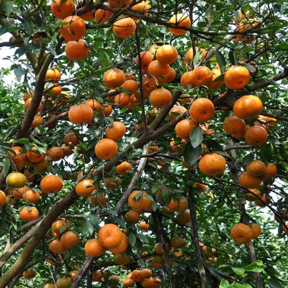 Live Tangerine Tree Plant, 2 to 3 Feet Live Sweet Tangerine Plant in Pot, Tangerine Fruit Tree Plant Live for Planting, No Ship to CA
