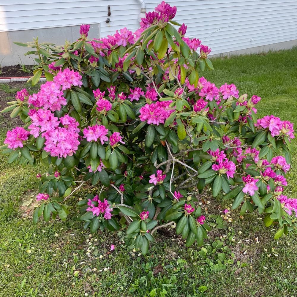 Rhododendrons Plant Live, Pink Rhododendron Shrub, Large Flowering Tree 1 Gallon Potted for Gardening