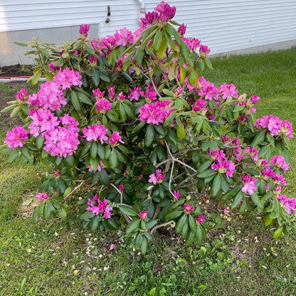 Rhododendrons Plant Live, Pink Rhododendron Shrub, Large Flowering Tree 1 Gallon Potted for Gardening