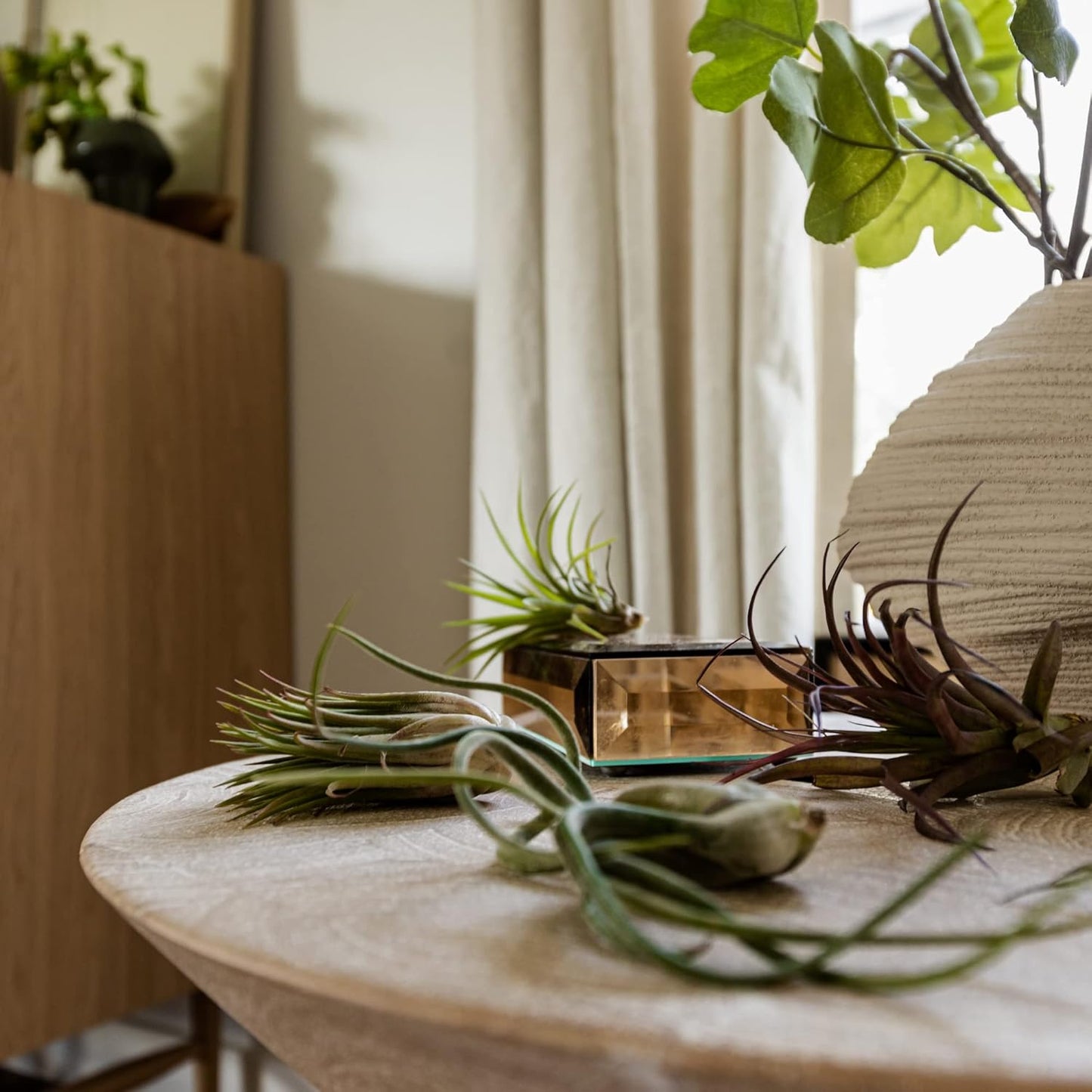 Air Plants - Tillandsia Variety Pack, Regular 1-3" - 10ct - Live Arrival Guaranteed - House Plants for Home Decor & Gift