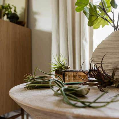 Air Plants - Tillandsia Variety Pack, Regular 1-3" - 10ct - Live Arrival Guaranteed - House Plants for Home Decor & Gift
