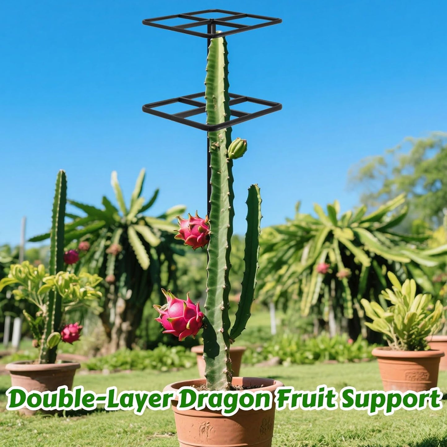 Adjustable Double-Layer Dragon Fruit Trellis Black,Durable Metal Plant Trellis Outdoor Climbing Plants Support Frame for Vertical Gardening Trees Cactus