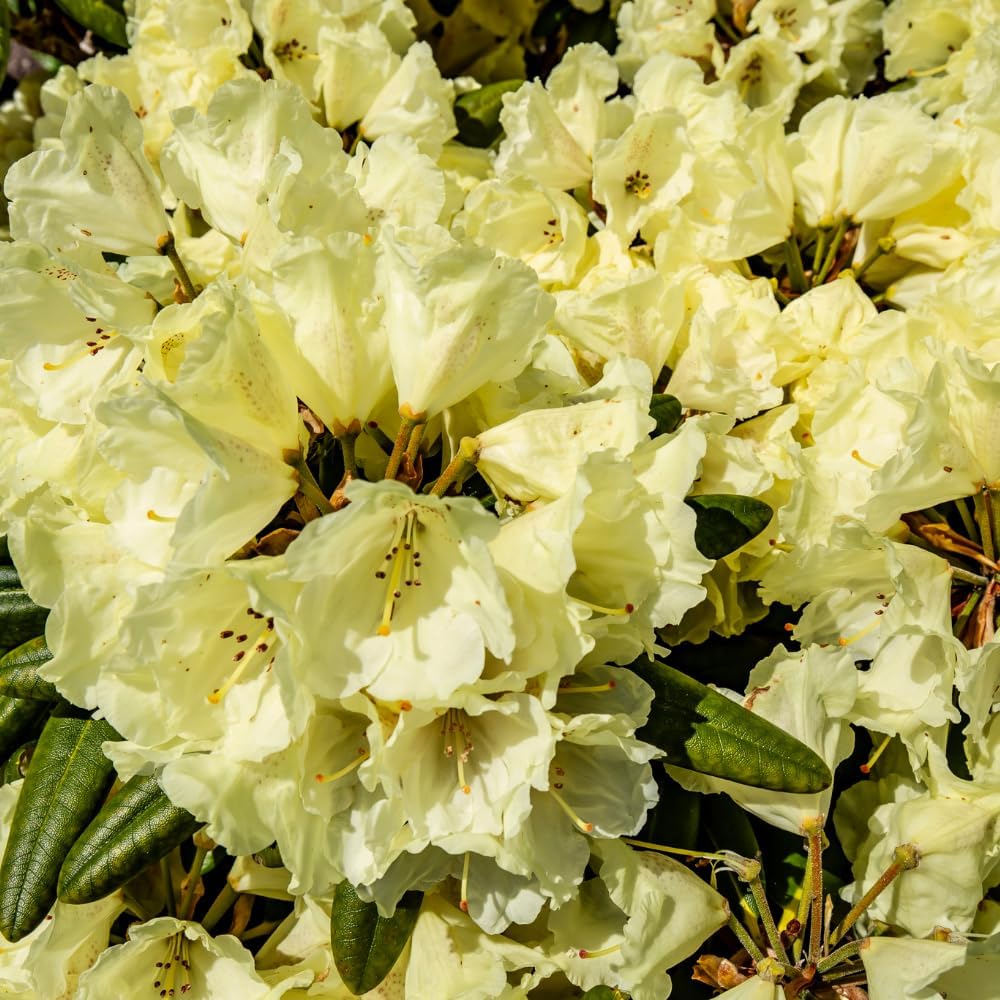 Yellow Rhododendron Plant Live – 1 Gallon Flowering Shrub for Gardening