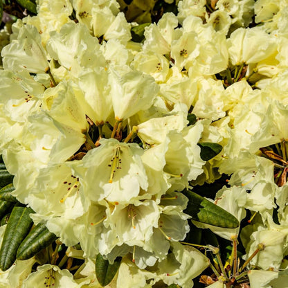 Yellow Rhododendron Plant Live – 1 Gallon Flowering Shrub for Gardening