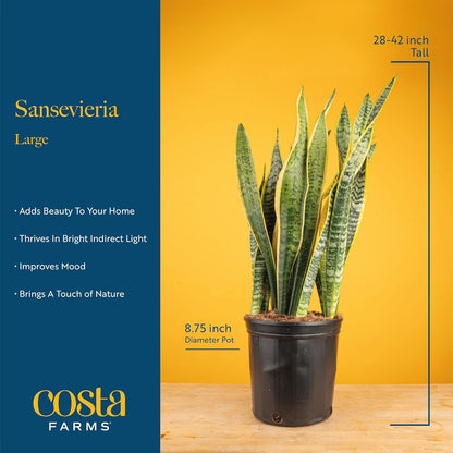 Costa Farms Snake Plant, Live Indoor and Outdoor Sansevieria Plant, Easy Care Tropical Houseplant Potted in Nursery Pot, Air Purifying Succulent Plant in Soil, Housewarming, Home Décor, 2-3 Feet Tall