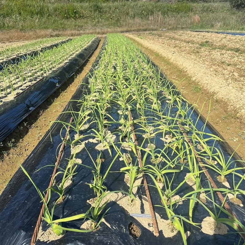 1 Pound Garlic for Planting in Fall Hard Neck, 8-10 White Garlic Bulbs for Planting, Fresh and High Yield Bulb Variety Pack, Hardy and Fast Growing