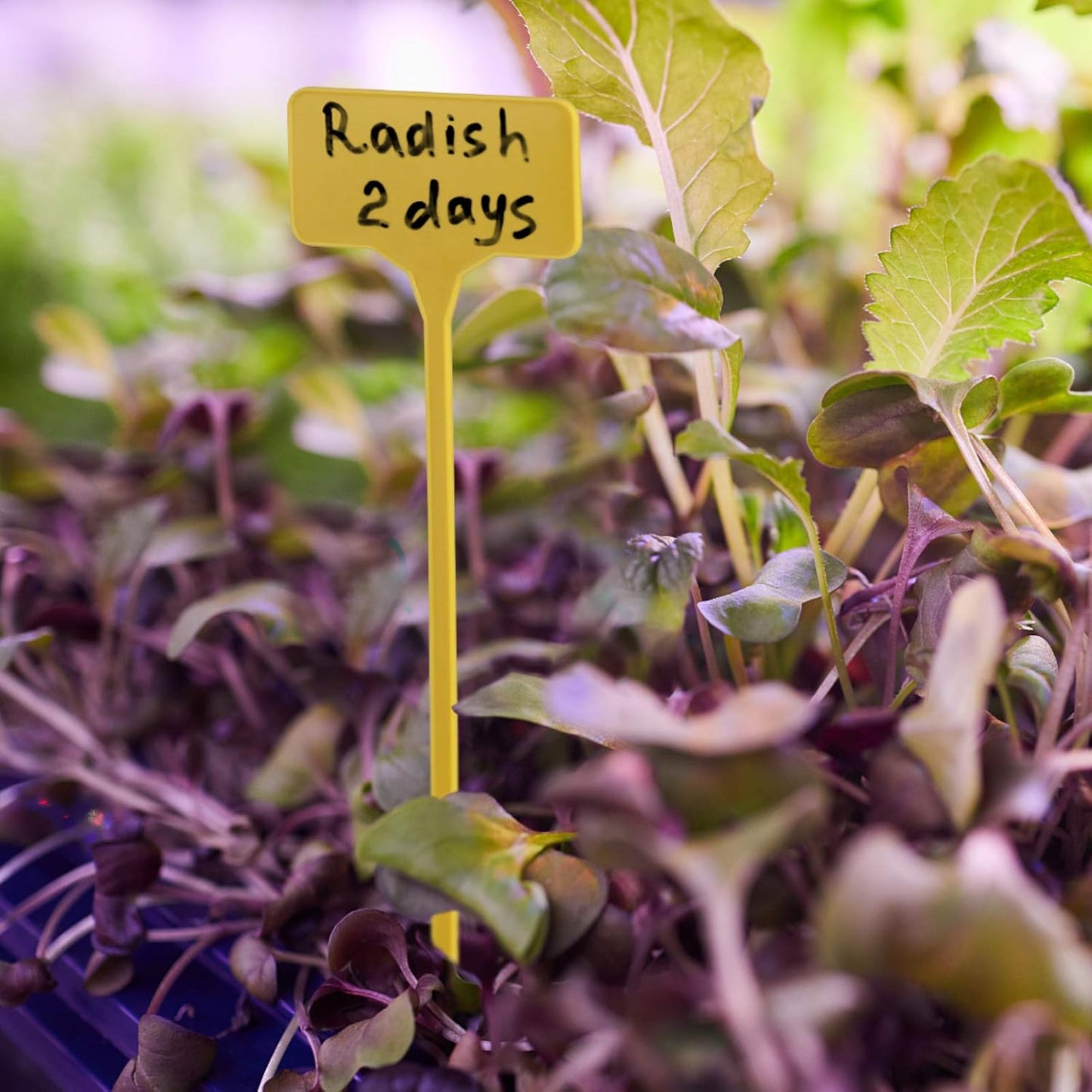 50 Pack Outdoor Tall Plant Labels, Large Waterproof Plastic Plant T-Type Tags, Durable Nursery Garden Markers, Perfect for Herbs, Flowers, Vegetable and Potted Plants