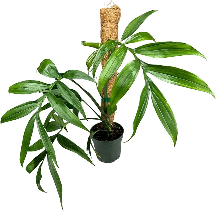 Monstera Subpinnata Potting Mix - Retains Moisture and Enhances Root Growth - 5 Quart