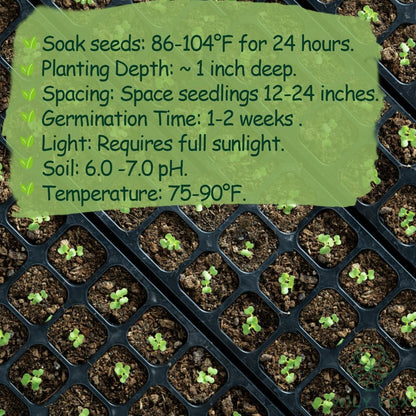 Rare Winged Bean Seeds - 15 Seeds, Non-GMO, Heirloom Vegetable Dragon Four-Angled Bean Seed for Planting – High-Yield, Nutritious, Tropical Climbing