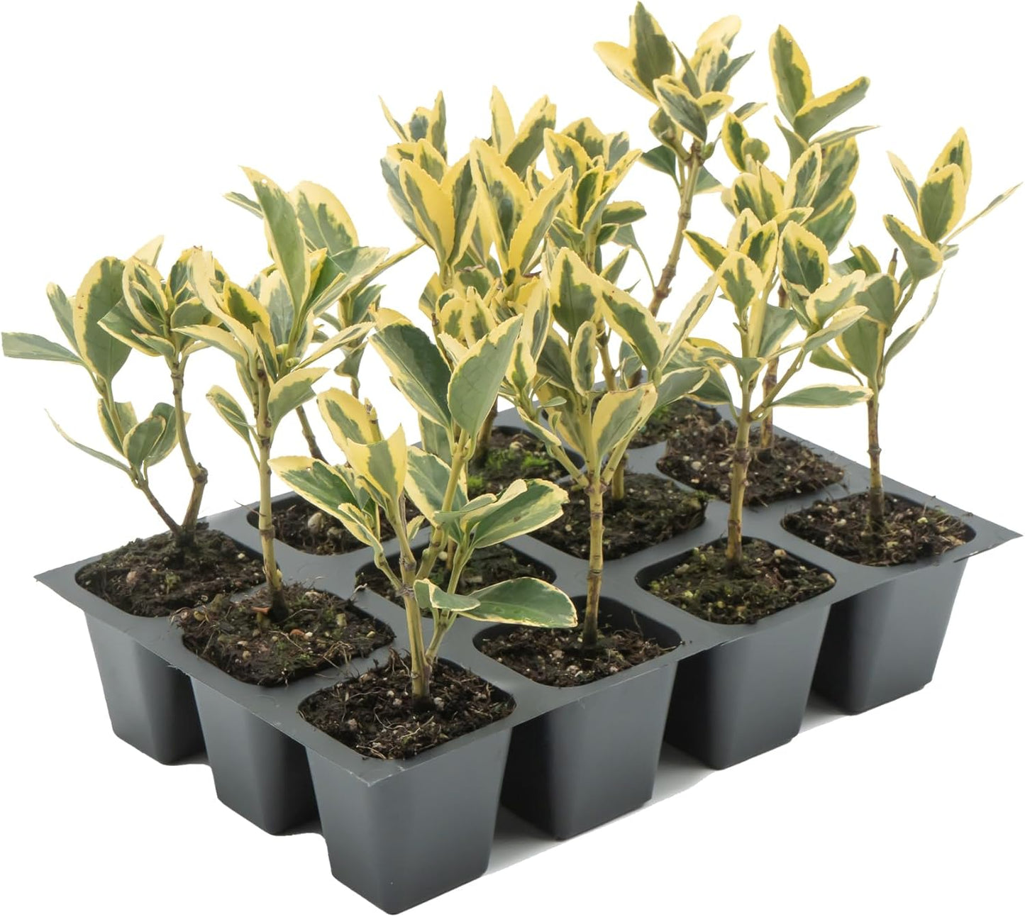 12 Silver King Euonymus, Live Plants – Euonymus Japonica – Hardy Variegated Evergreen Shrub in 2.5” Nursery Cubes – Low-Maintenance & Highly Adaptable for Landscaping