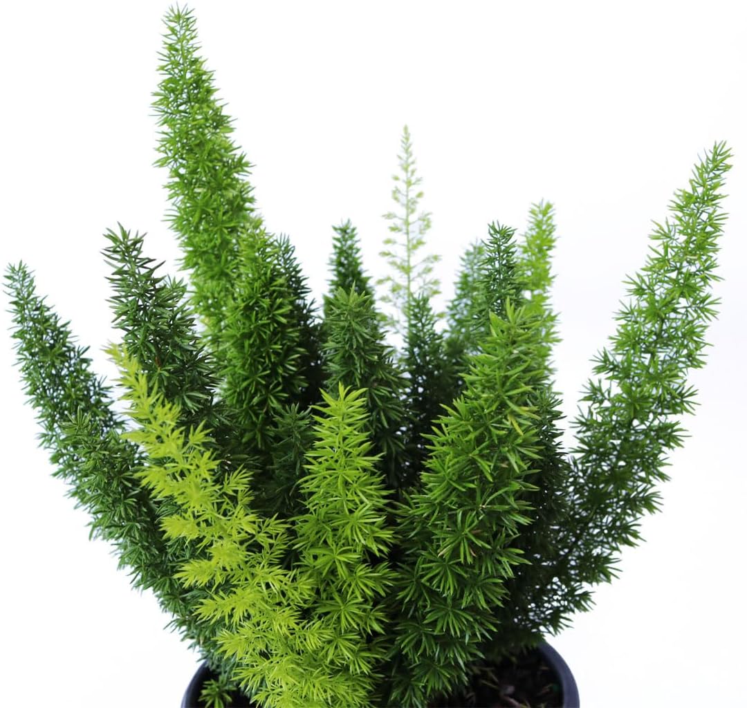 American Plant Exchange Foxtail Fern – 6-Inch Pot – Live Easy Care Tropical Plant with Arching Needle-Like Foliage for Indoor Décor, Patios, Containers, Hanging Baskets & Garden Landscapes