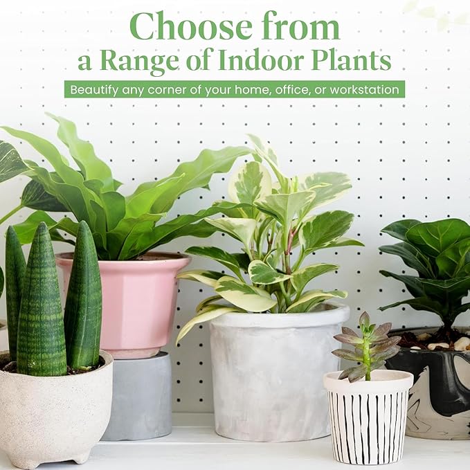 American Plant Exchange Spathiphyllium Peace Lily Live Plant, Large 10-Inch Pot, Indoor Flowering Houseplant, Easy Care, Low Light, Perfect for Home & Office, Housewarming, Sympathy Gift