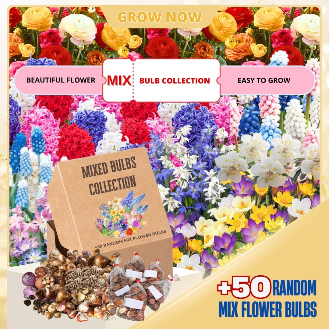 50 Mix Flowers Bulbs for Fall Planting, Perennial Flower Bulbs, Early Spring Flower to Plant Outside, 50 Days of Blooms, Colorful Blooms Groundcover Bulbs, Top Size, 5 Random Varieties