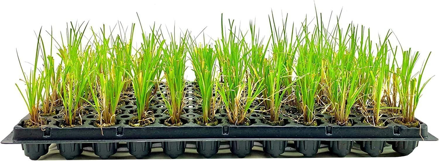Nile Queen Papyrus | 20 Live Plants | Cyperus Shade & Wet Tolerant Aquatic Foliage