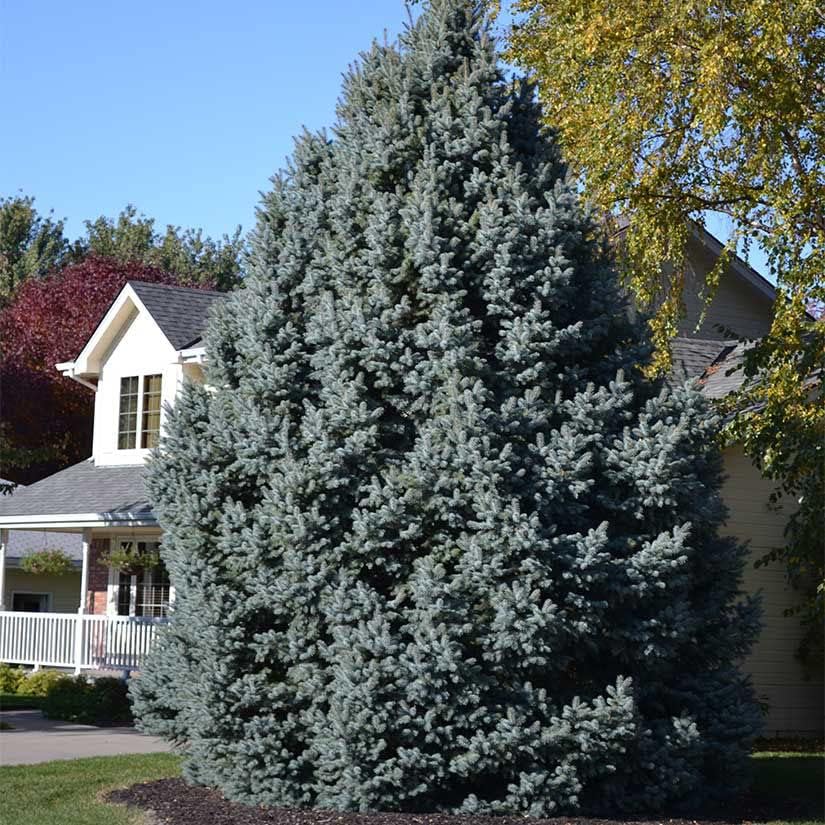 Colorado Blue Spruce Tree Plug Seedlings | 6"-12" | Arbor Day Foundation (3-Pack)