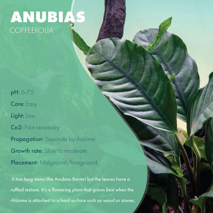 SubstrateSource Anubias Live Aquarium Plants - Potted Freshwater Plant for Fish Tanks, Terrariums - Beginner Friendly Low Light (Barteri Coffeefolia, 5 Pots)