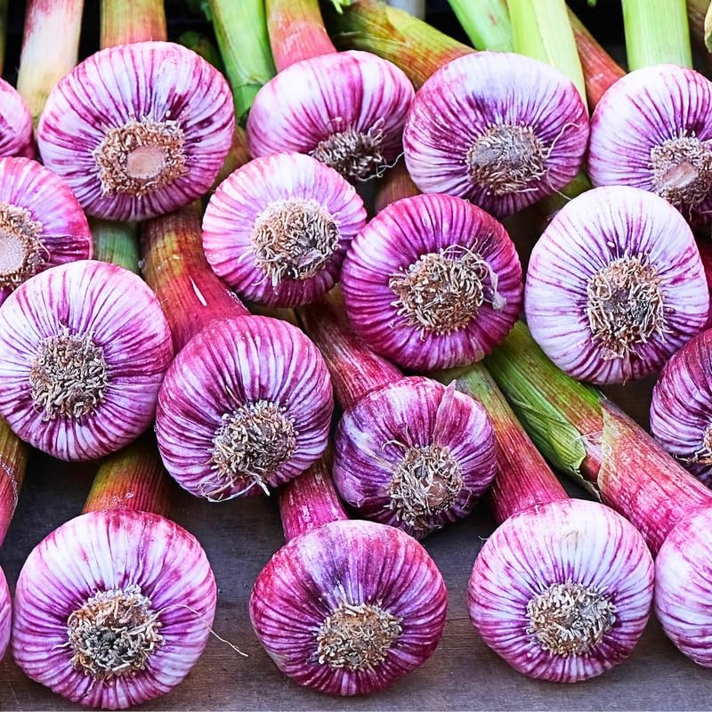 1 Pound Hard Neck Garlic for Planting in Fall, Purple Stripe Garlic Bulb for Planting, Fresh and High Yield, Cold Hardy, Planting Softneck Hardneck