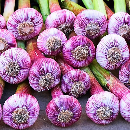 1 Pound Hard Neck Garlic for Planting in Fall, Purple Stripe Garlic Bulb for Planting, Fresh and High Yield, Cold Hardy, Planting Softneck Hardneck