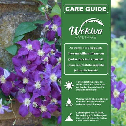 Clematis Jackmanii - 4 Live Starter Plants in 2 Inch Growers Pots - Starter Plants Ready for The Garden - Beautiful Violet Purple Flowering Vine