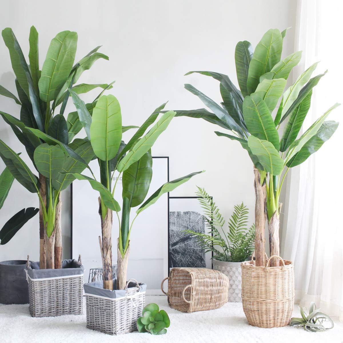Indoor Banana Tree Ornamental Perennial Non-GMO