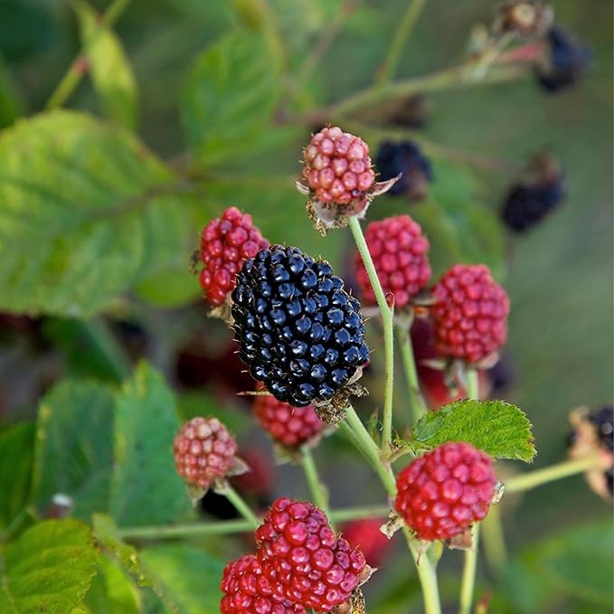 2g Bushel and Berry BlackBerry Baby Cakes