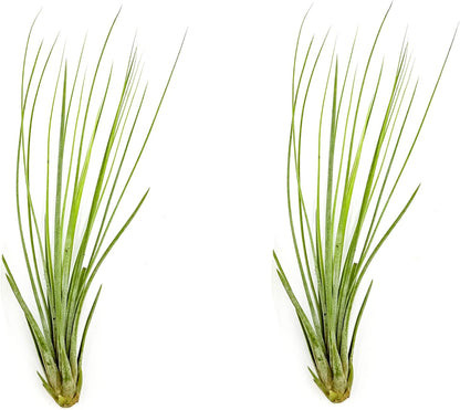 ragnaroc Air Plants - Tillandsia Juncea, Jumbo 8-12" - 2ct - Live Arrival Guaranteed - House Plants for Home Decor & Gift