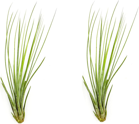 ragnaroc Air Plants - Tillandsia Juncea, Jumbo 8-12" - 2ct - Live Arrival Guaranteed - House Plants for Home Decor & Gift